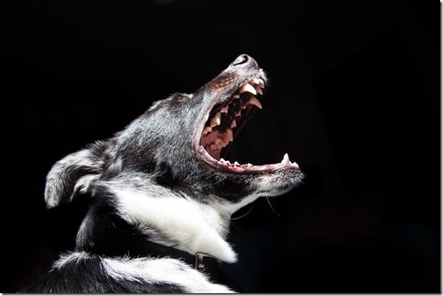 animal-dog-pet-dangerous-medium animal-dog-pet-dangerous-medium