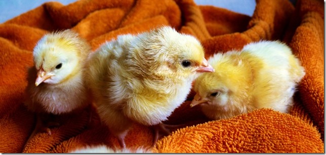 cute-animals-easter-chicken-medium