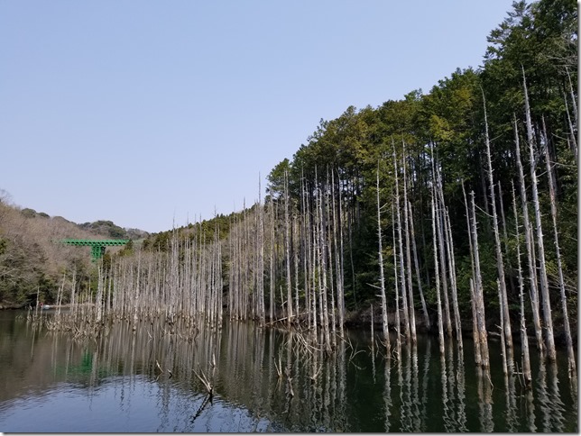 Standing tree of Katakura Dam