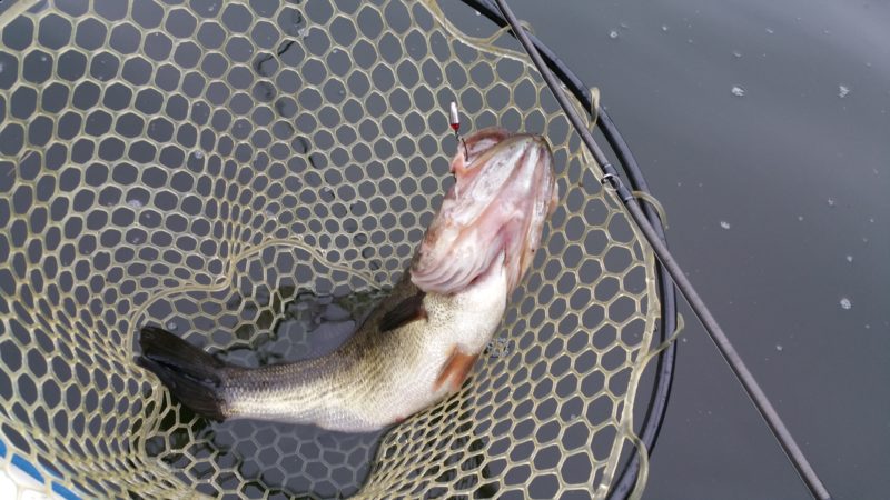 lack bass caught with a Texas rig